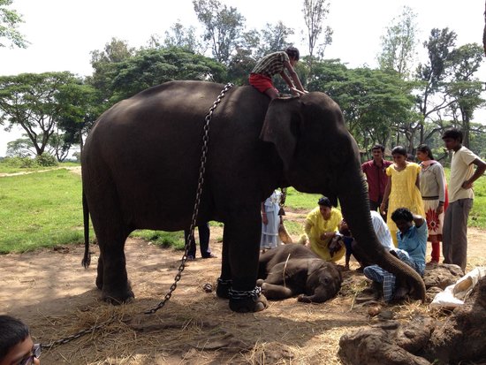 Dubare Elephant Camp