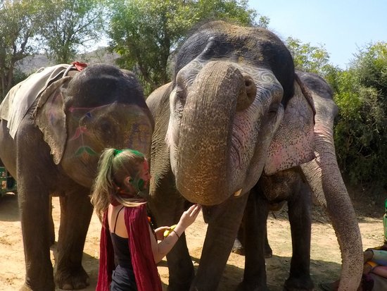 My Elephant Trip