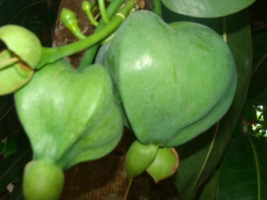 Ecomusee Creoleart de la Guadeloupe