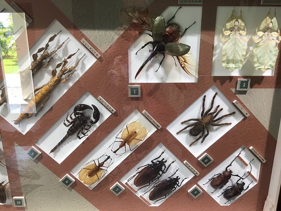 Nawa Insect Museum Haimurubushi