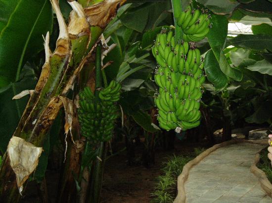 Junzi Ecological Park