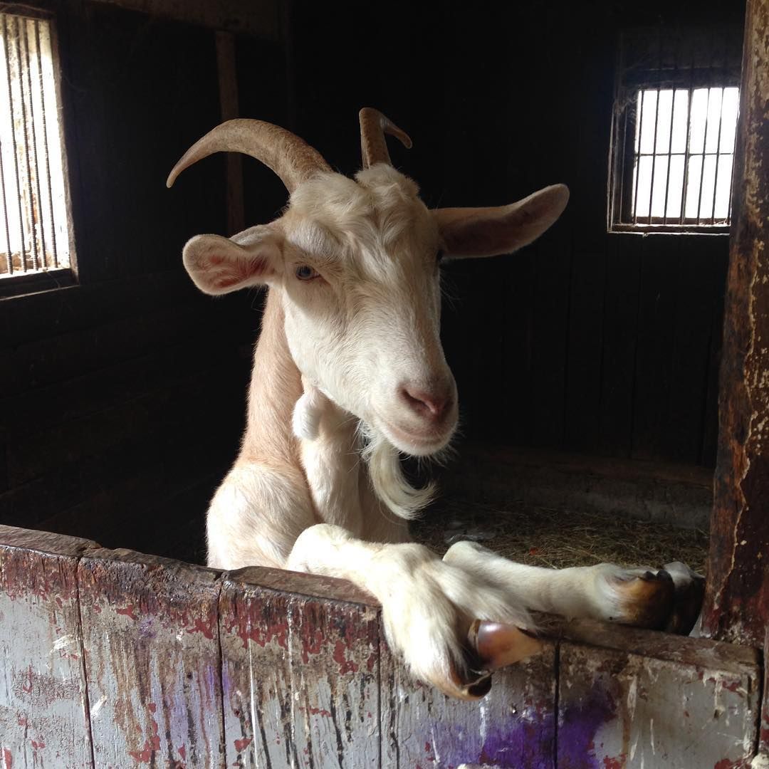 E-Long Goat Farm