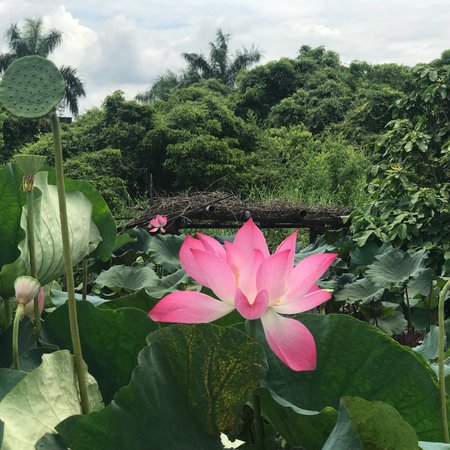 Baihe Lotus Park