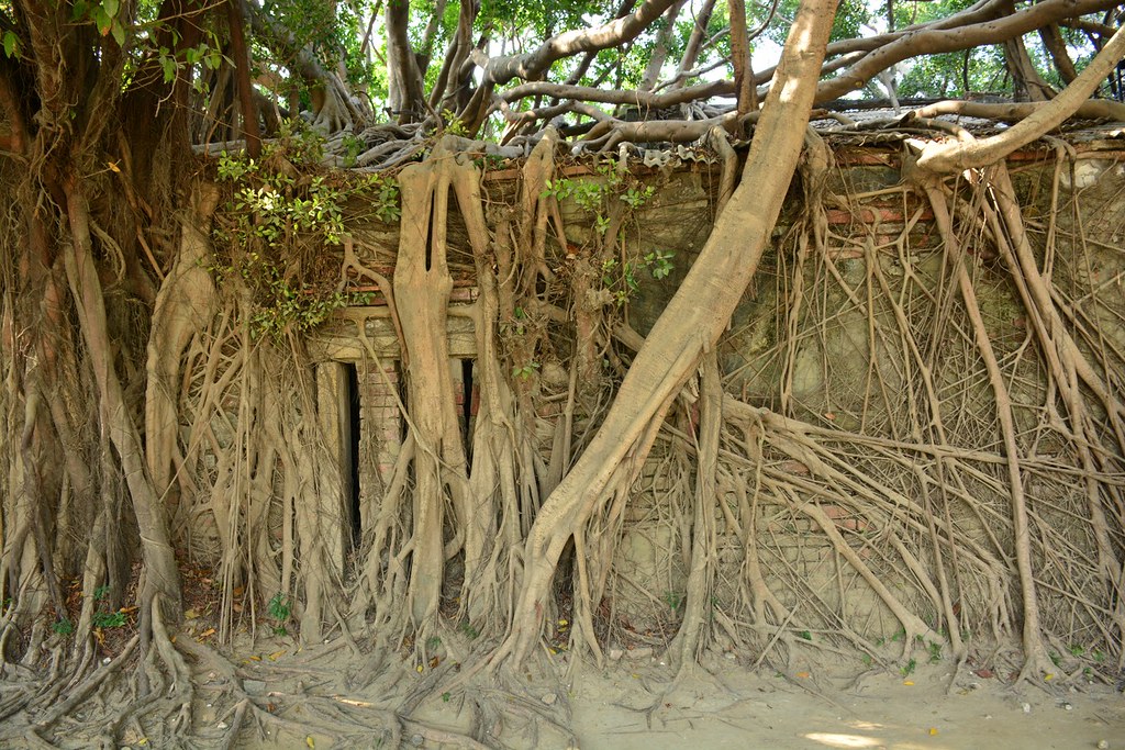 Anping Tree House