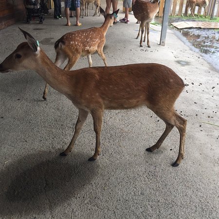 Paradise of Deer
