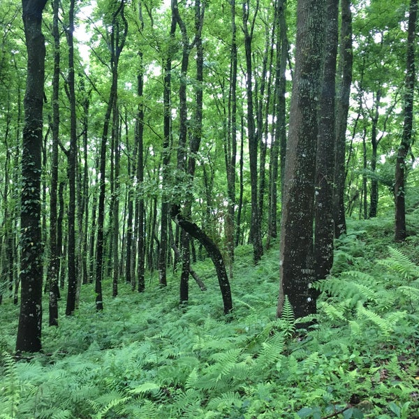 Dongshi Forest Garden