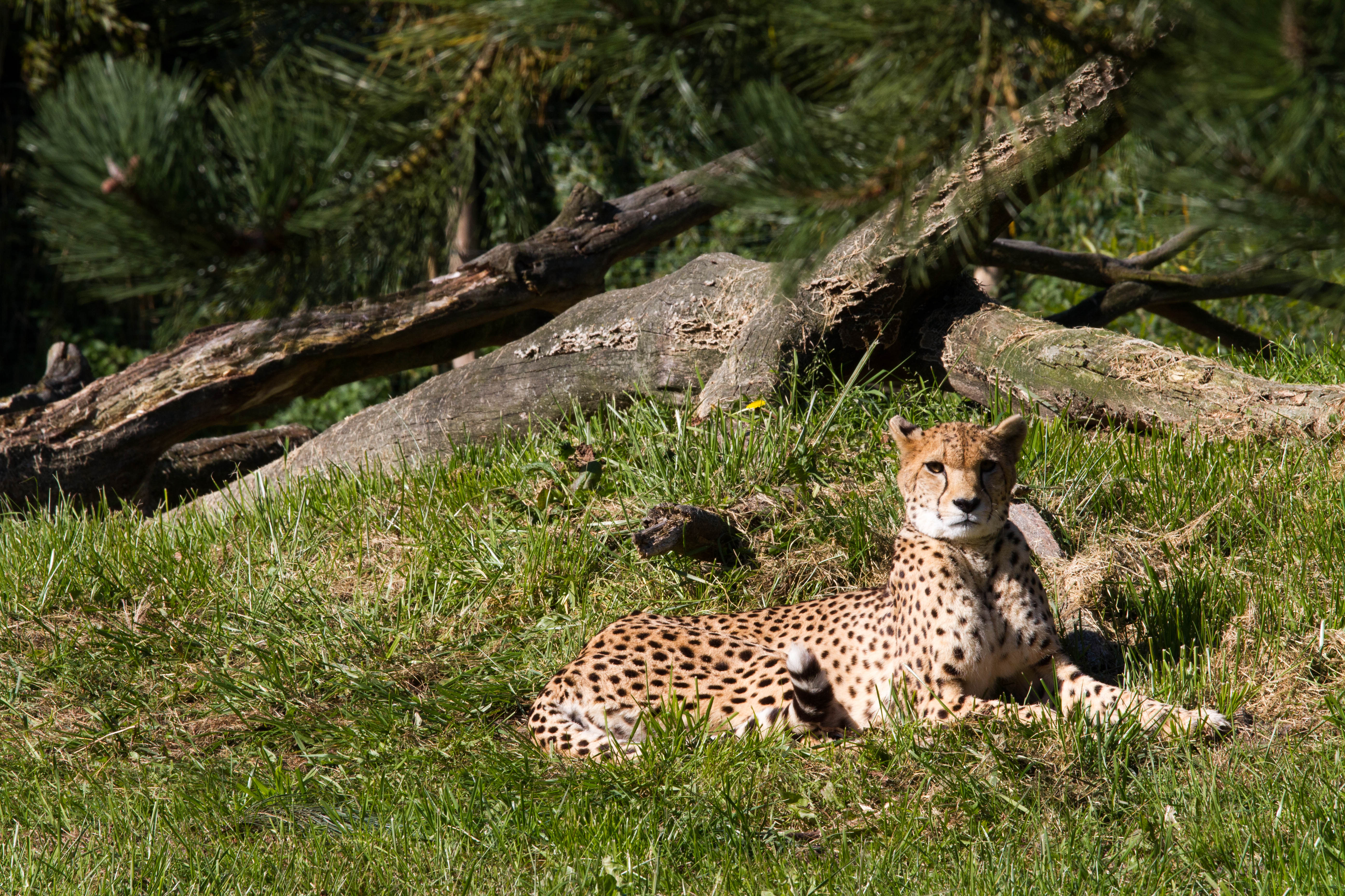 Zooparc Overloon
