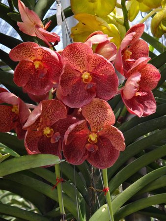 Mae Ram Orchid