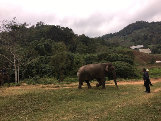 Pong Yang Elephant Camp