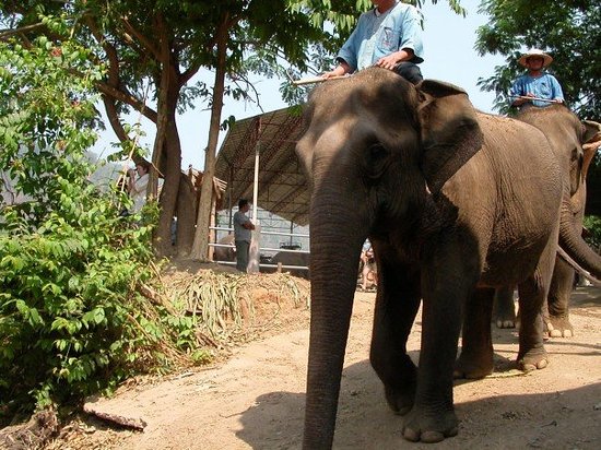 Mae Malai Elephant Training Camp