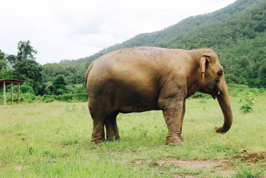 Conserve Natural Forests