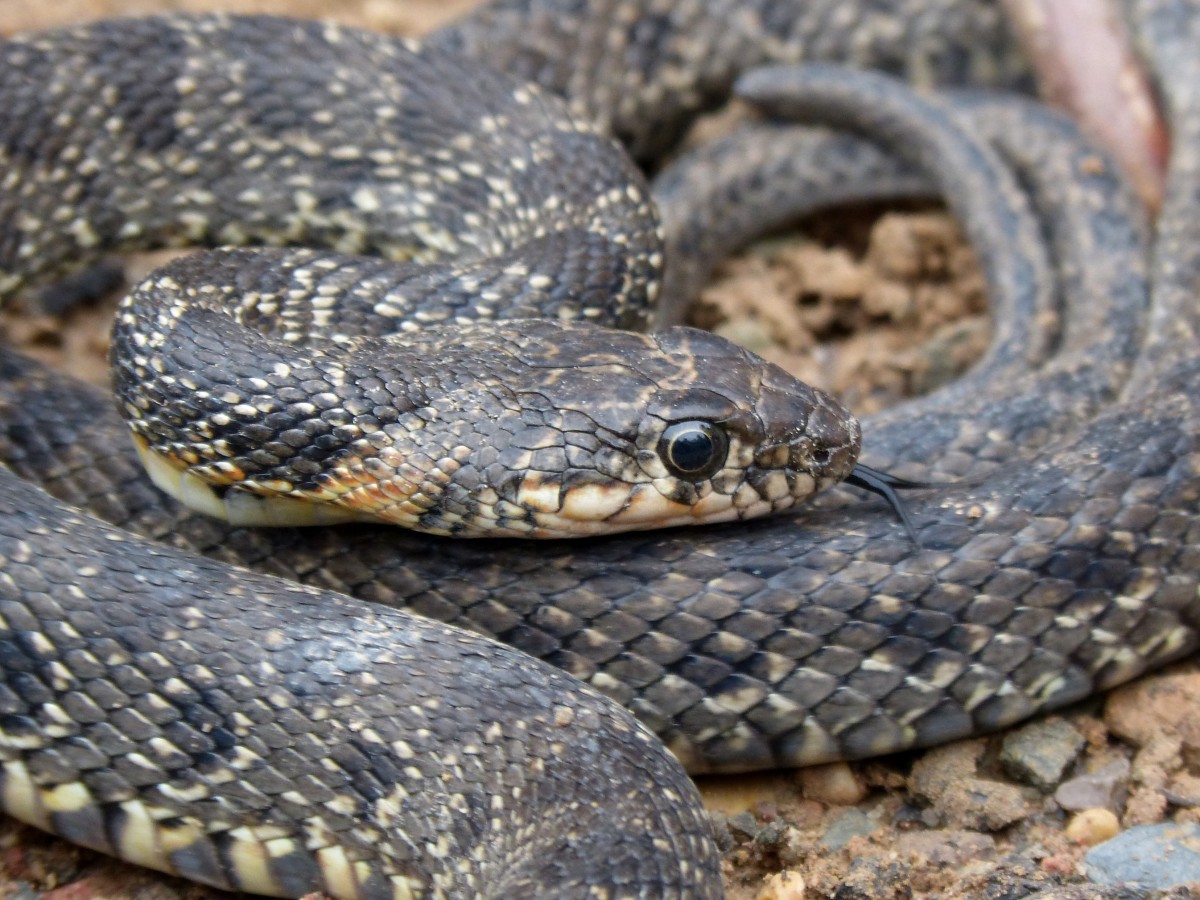 Culebra National Wildlife