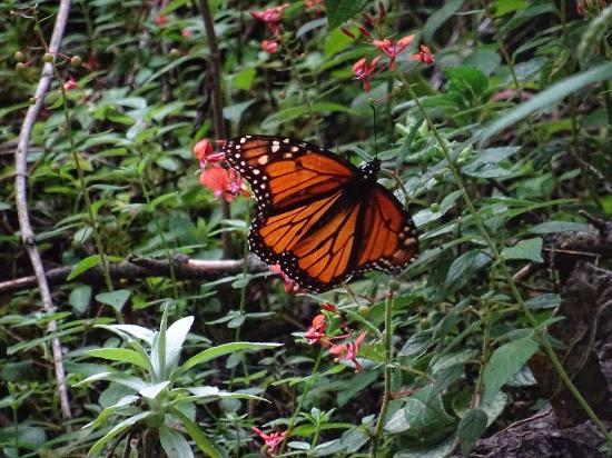 Monarch Butterfly Biosphere Reserve