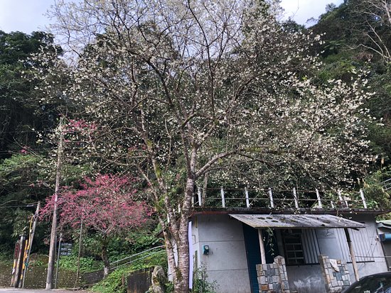 Fu Shan Bu la