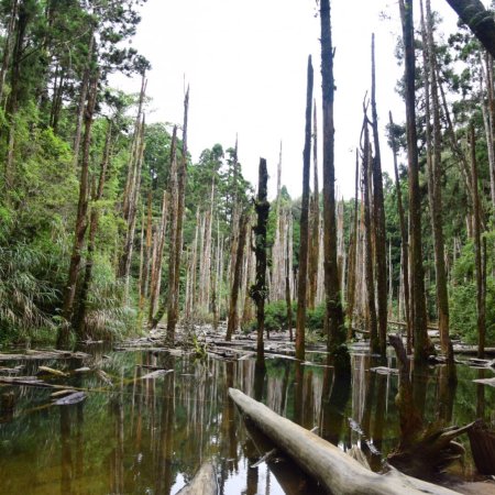 Wangyou Forest