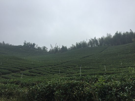 Pakua Tea Garden