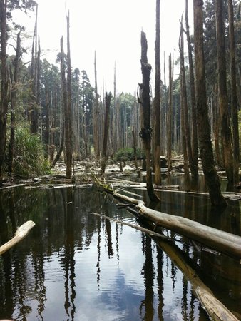 Lotus Forest