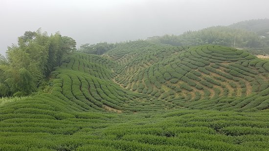 Bagua Tea House- Yongfu Chazhuang