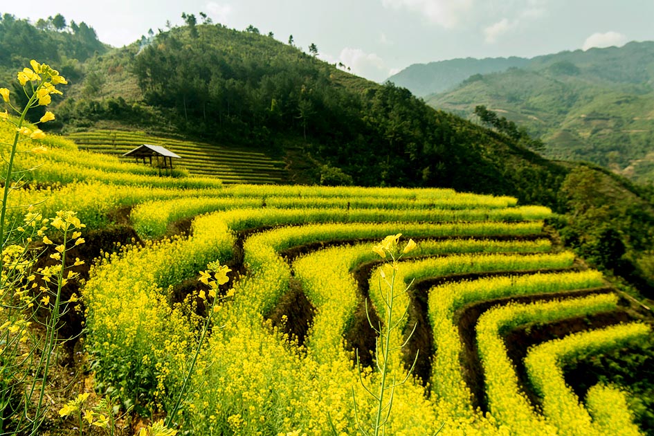 Tiao Chai Trails