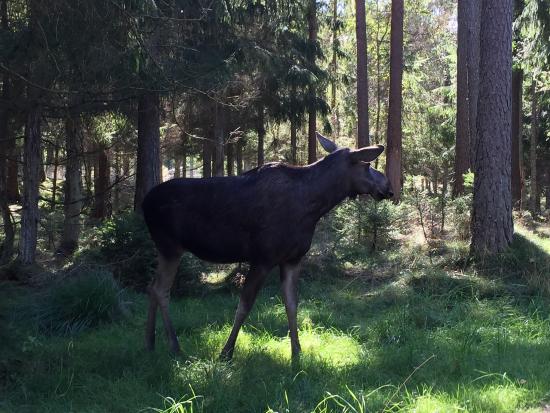 Smalandet Markaryds Algsafari