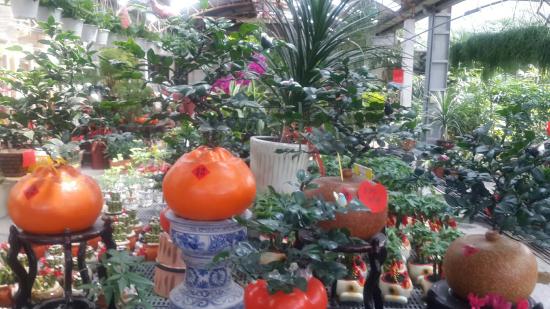 Zhongxin Sprout Farm