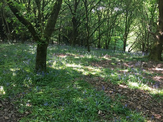 Belper Park Local Nature Reserve