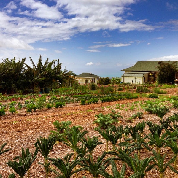 Maui Nui Farm
