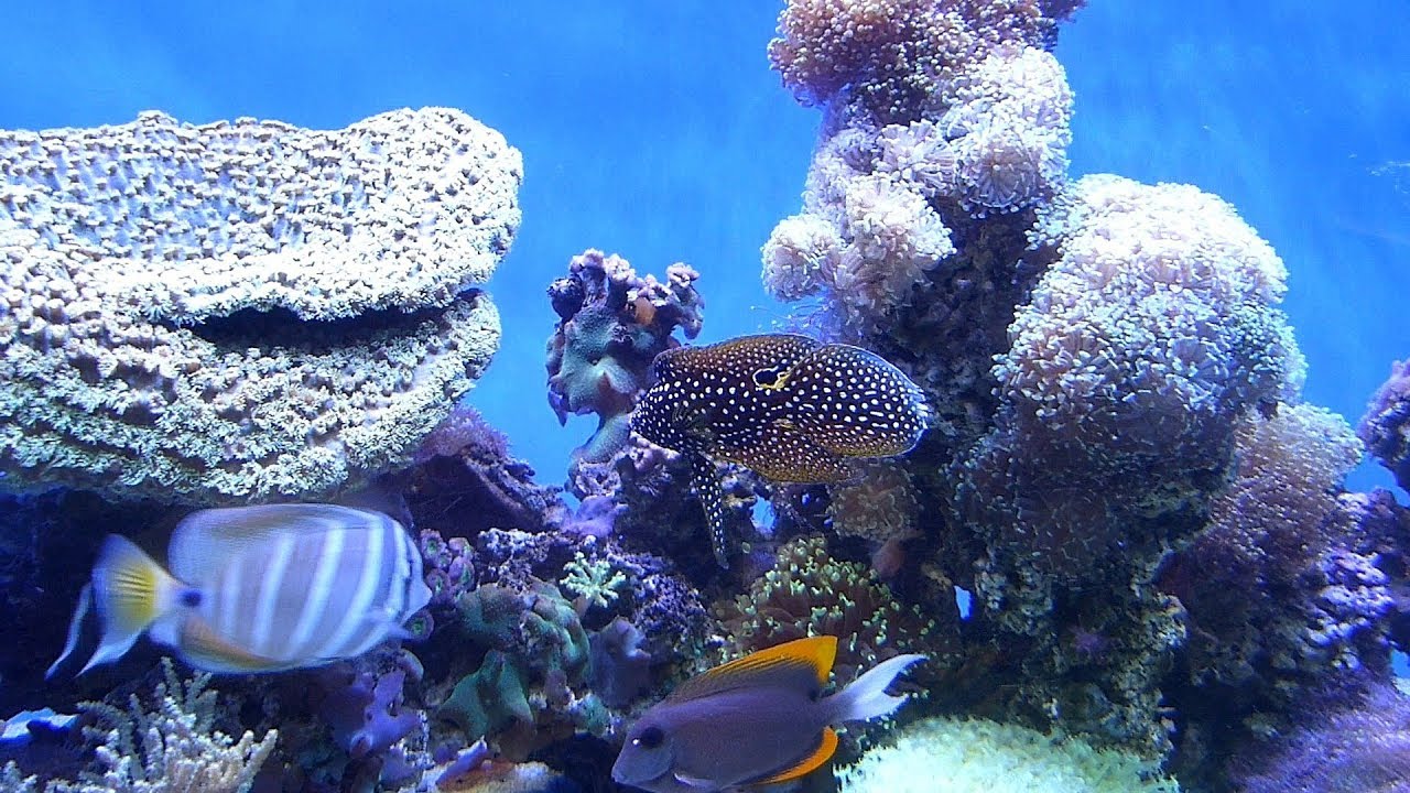 Waikiki Aquarium