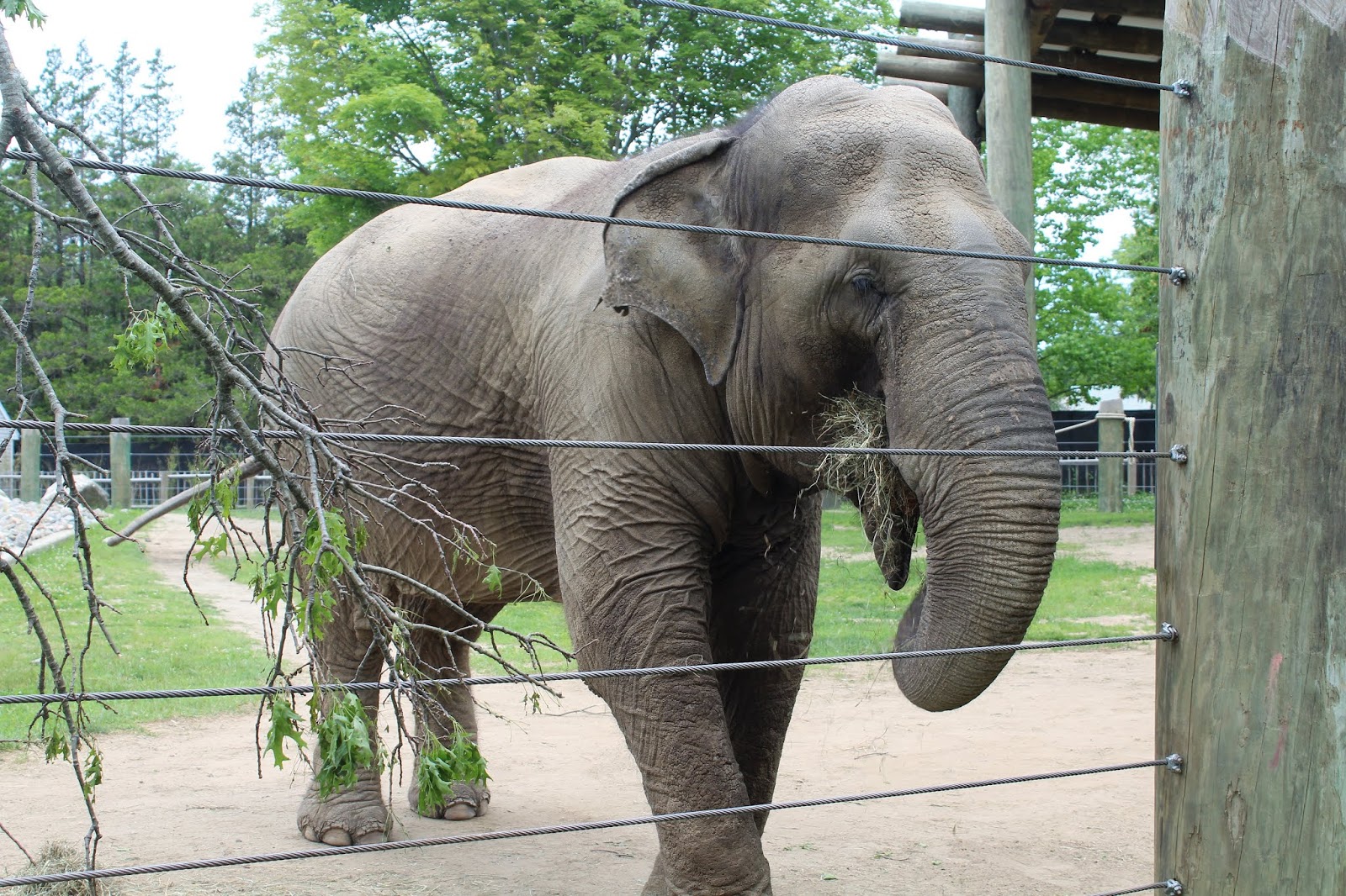 Buttonwood Park Zoo