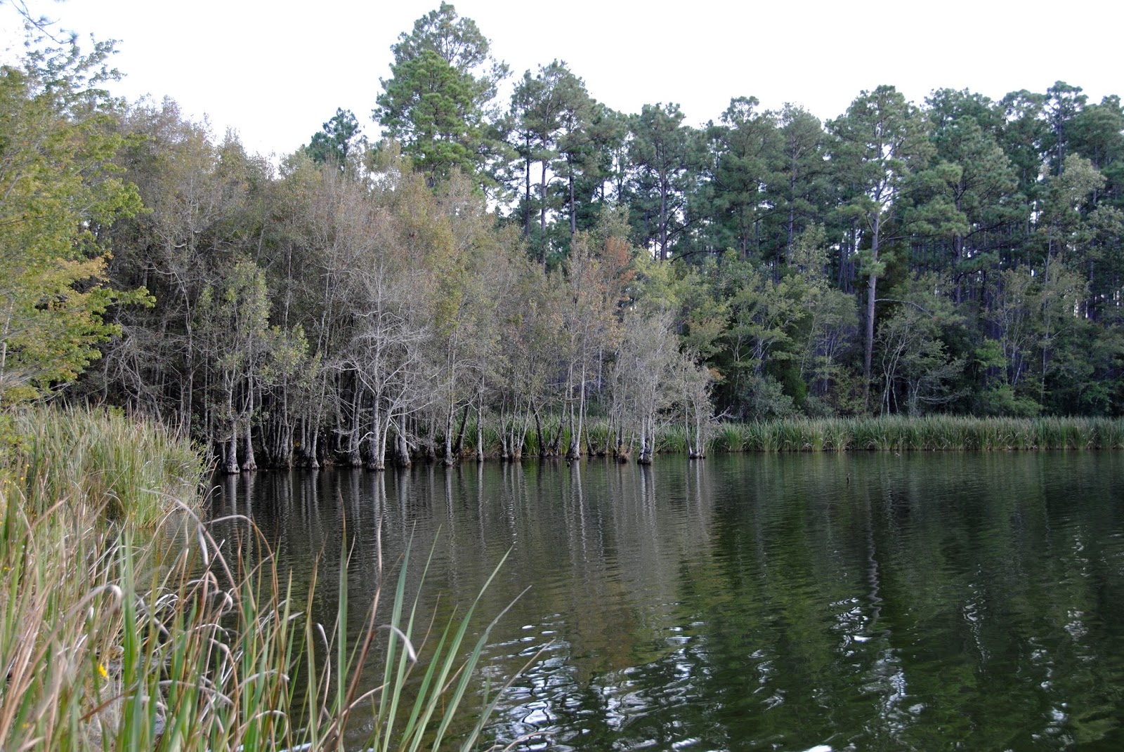 Blackwater River State Forest