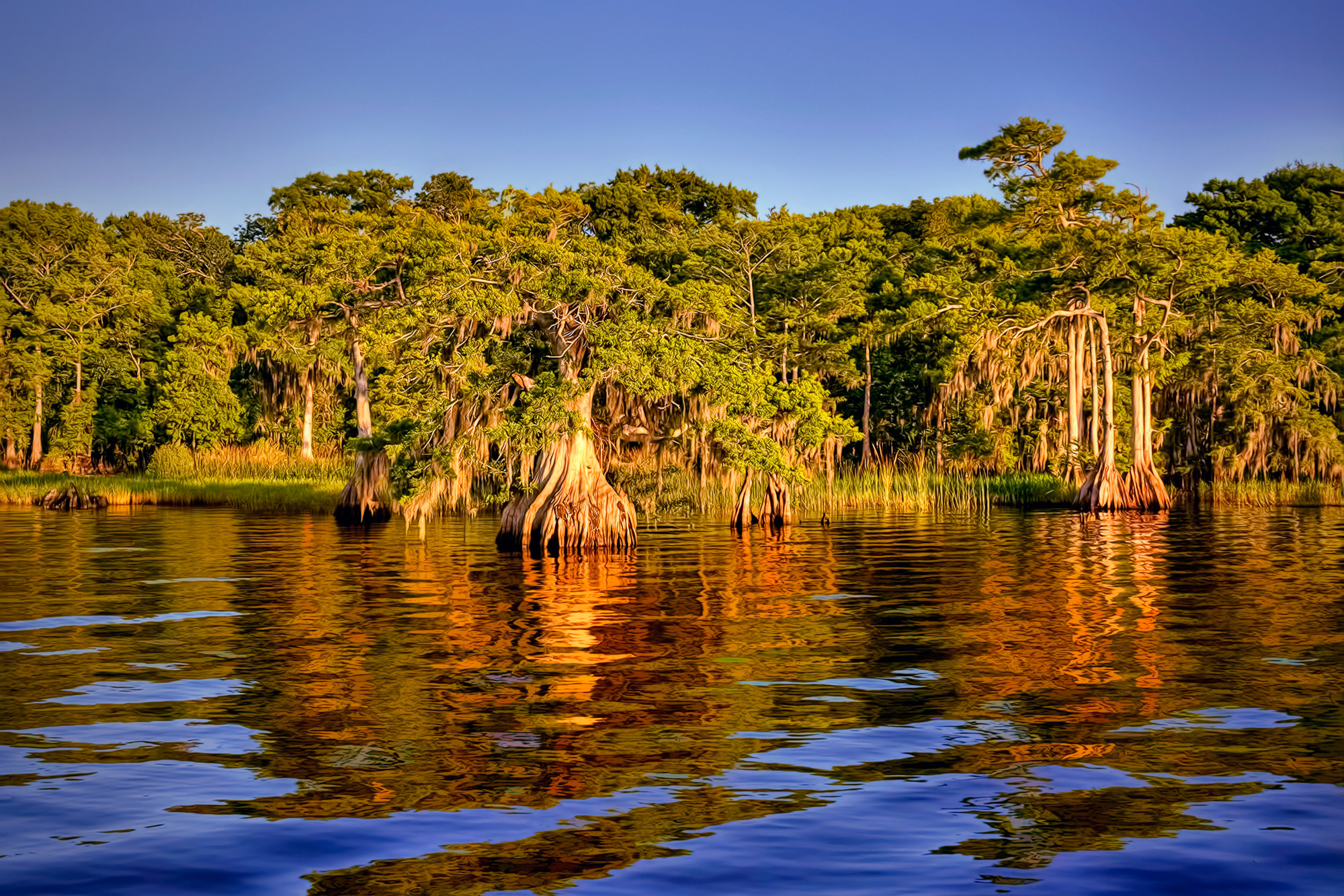 Blue Cypress Lake