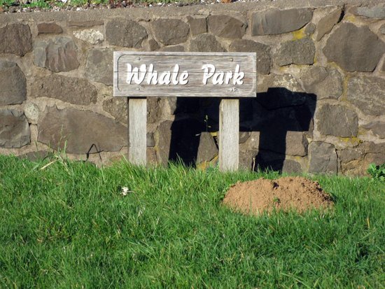 Bazalgette the Whale at Whale Park