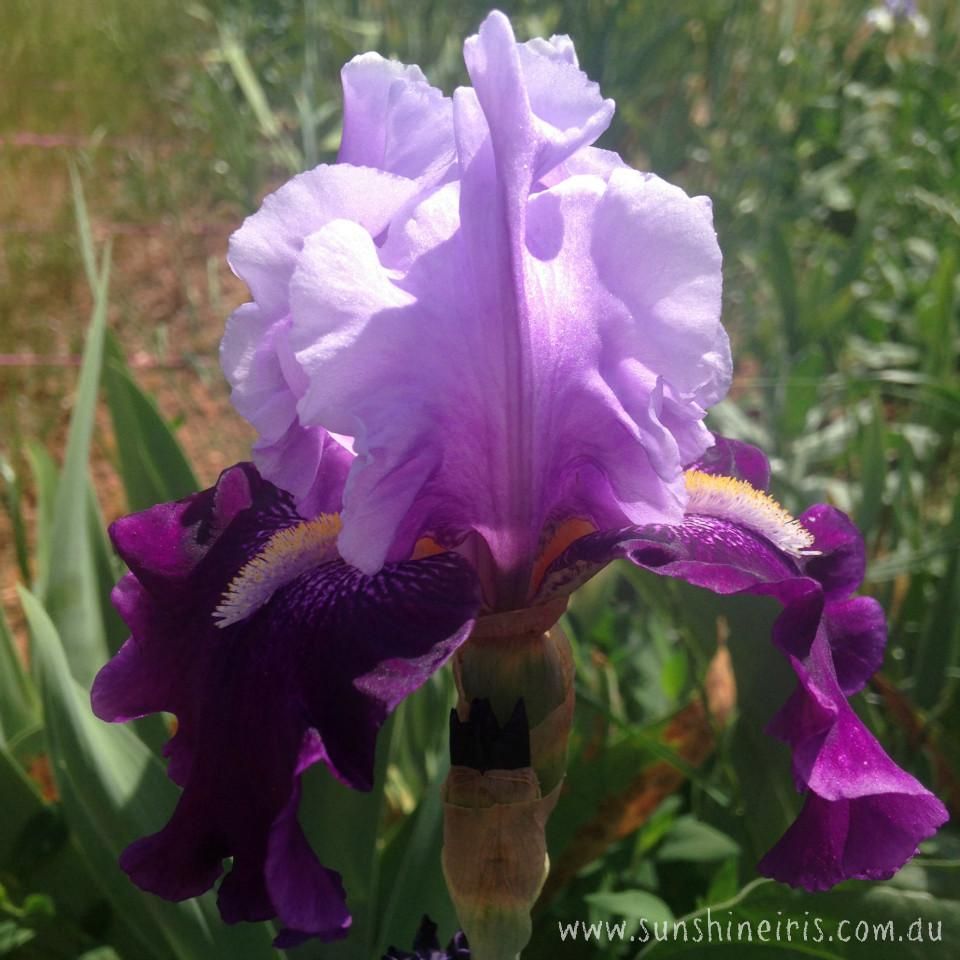 Blue Iris Winery
