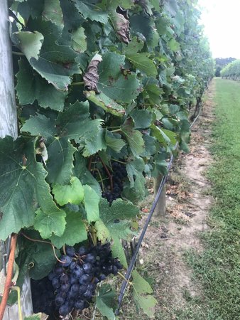 Natali Vineyards