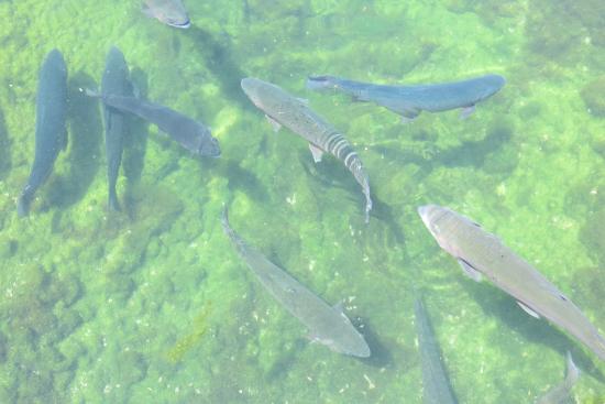 Red River Fish Hatchery