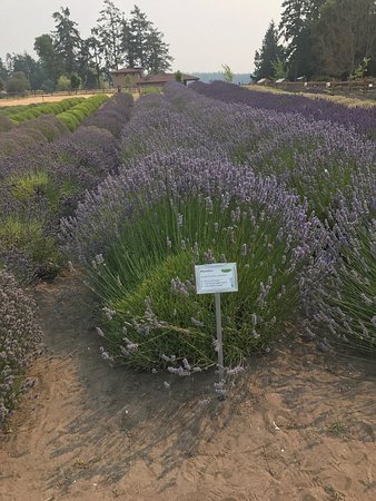 Olympic Lavender Heritage Farm