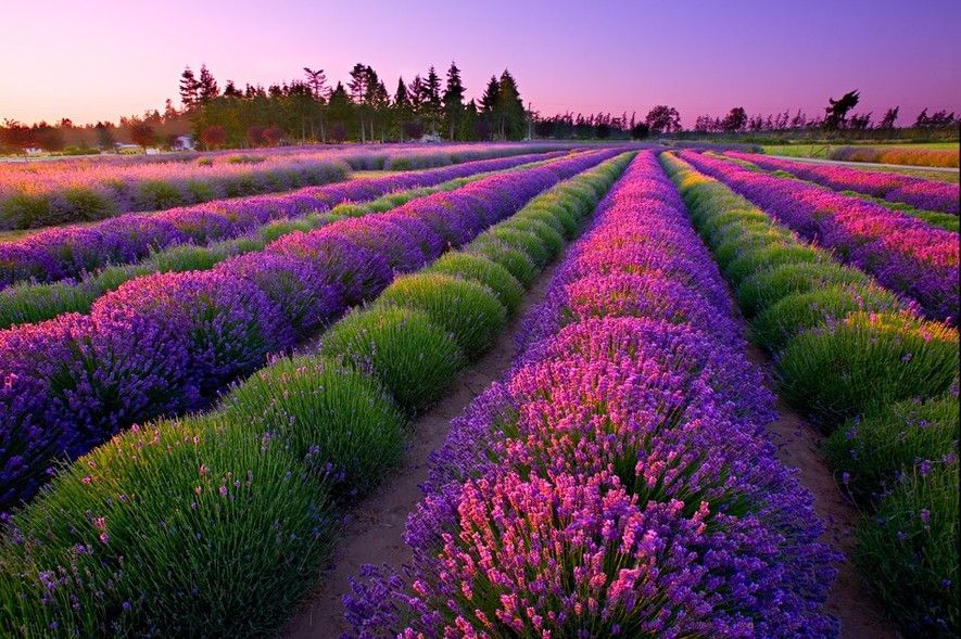 Port Williams Lavender Farm