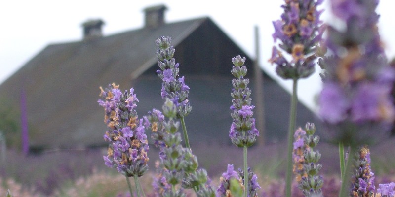 The Lavender Connection