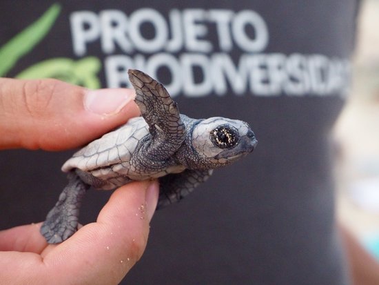 Project Biodiversity Turtle Conservation Hatchery