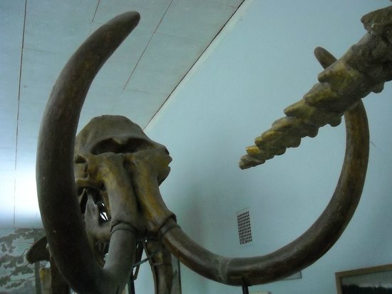 National Museum of Natural History