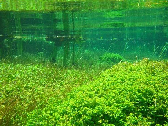 Ewens Pond
