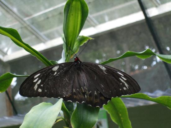 Butterfly Shop Kuranda