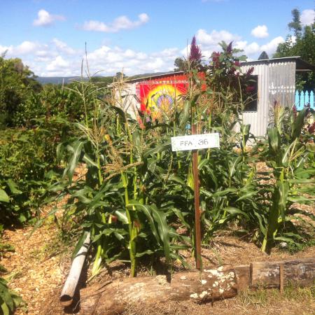 Mullumbimby Community Gardens