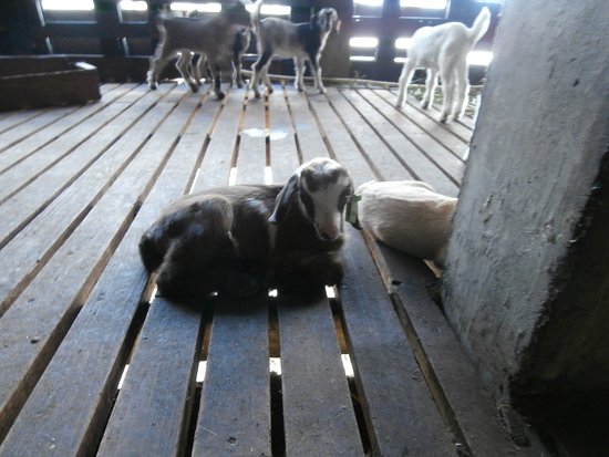 Goatland