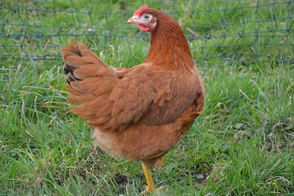 Comme une poule