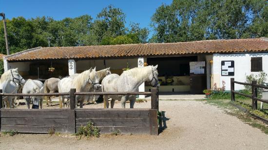 Promenade a Cheval Chez Elise