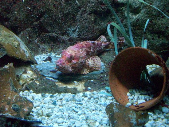 Aquarium de l'Institut océanographique Paul Ricard