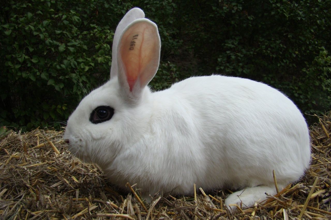 La Brocanterie du Lapin Bleu