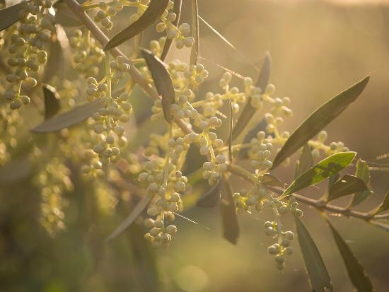 Cadenela Organic Extra Virgin Olive Oil