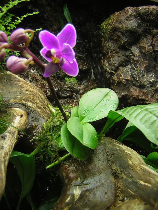 Reserva Orquideas